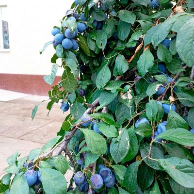 Plum